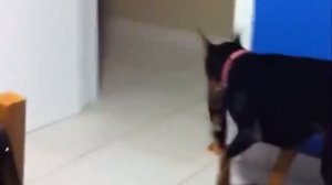 Подборка приколов испуги людей 2021 лучшие приколы