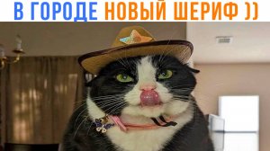 ШЕРИФ КОТ ))) Приколы с котами | Мемозг 1600