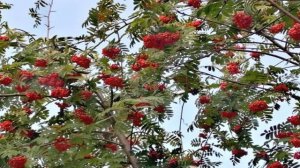 Виноградный компот на зиму