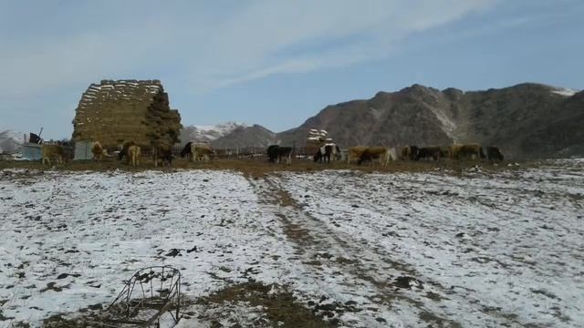 Берік қара сақман смотреть онлайн