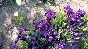 Высаживаю рассаду в грунт.4 мая.