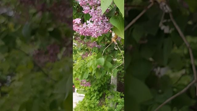 05-05-2025 Сирень распускается, аромат......