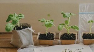 Как сеять перцы и баклажаны на рассаду. - Советы огородные