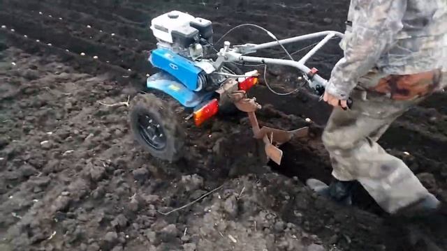 Посадка картофеля под окучник мотоблоком.