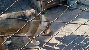 Управляю своё хозяйство