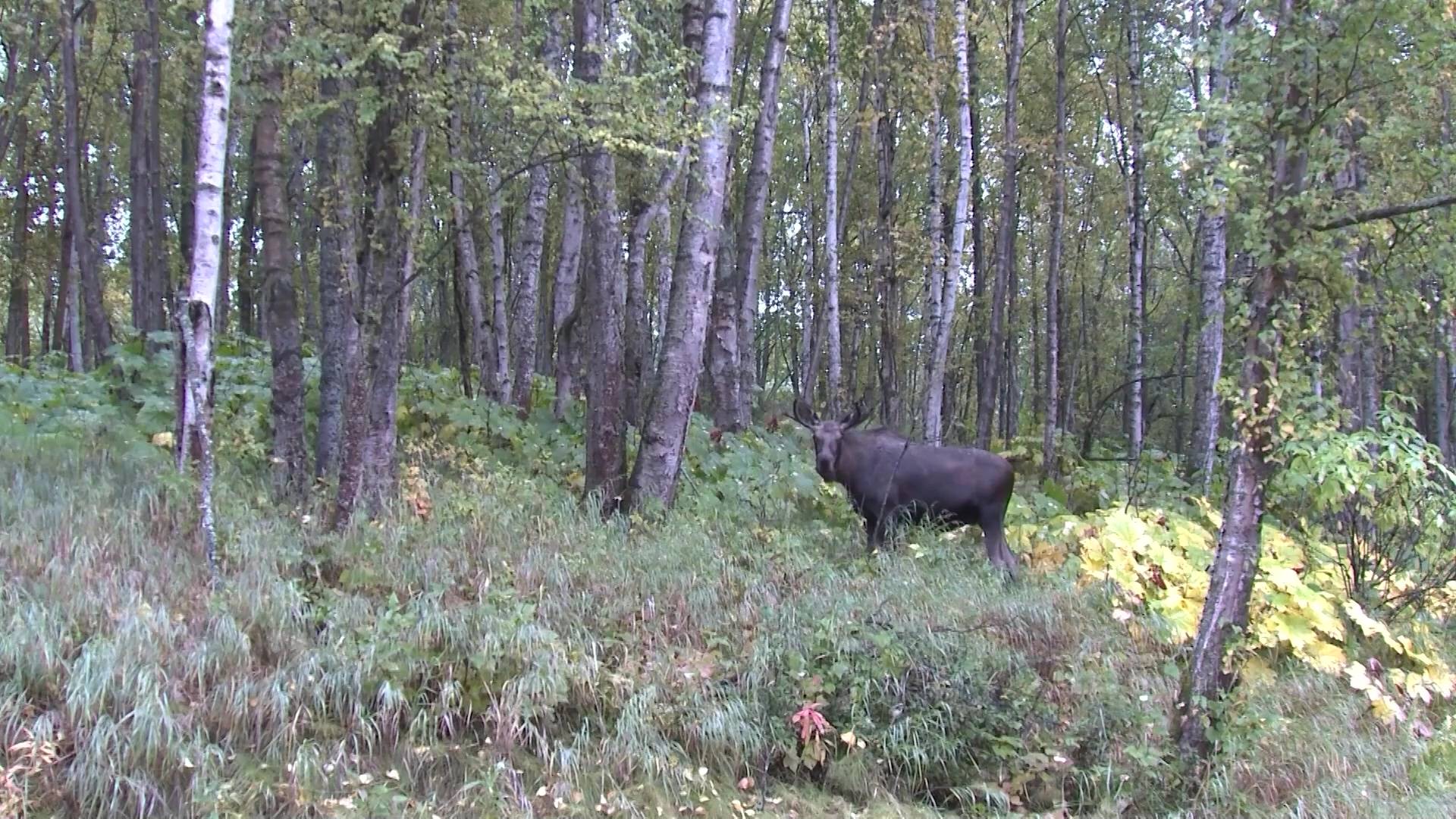 В департаменте животного мира Марий Эл рассказали, что делать в случае ДТП с лосем или кабаном смотреть онлайн