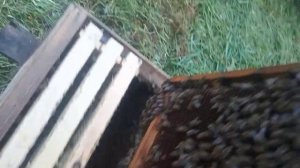 роеловство