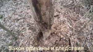 Роберт Адамс закон причины и следствия