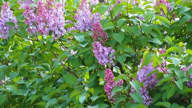 Firudin tovuzludan teki sen sele meni super ifa