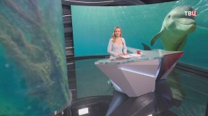 Раненого и истощенного дельфина спасли у берегов Крыма / События на ТВЦ