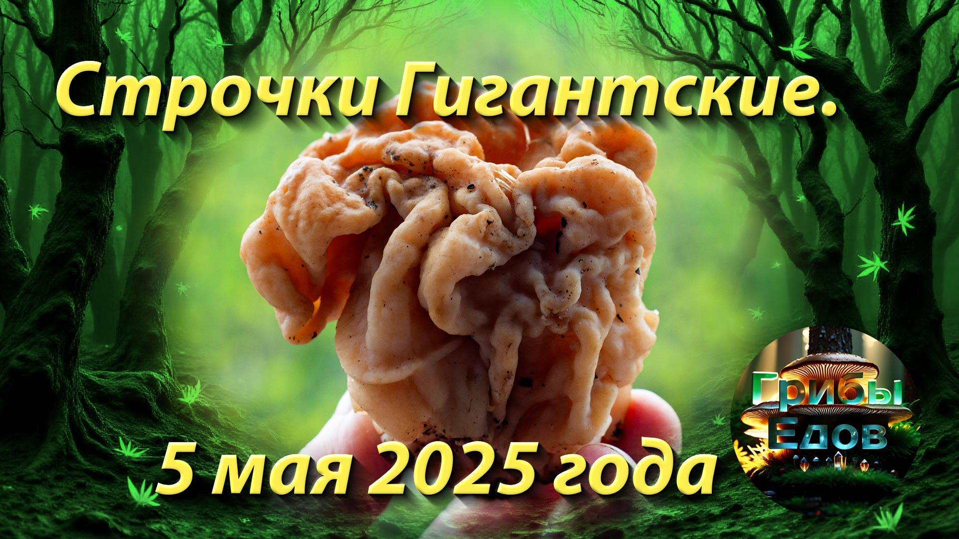 Строчков гигантских всё больше. 5 мая 2025 года смотреть онлайн