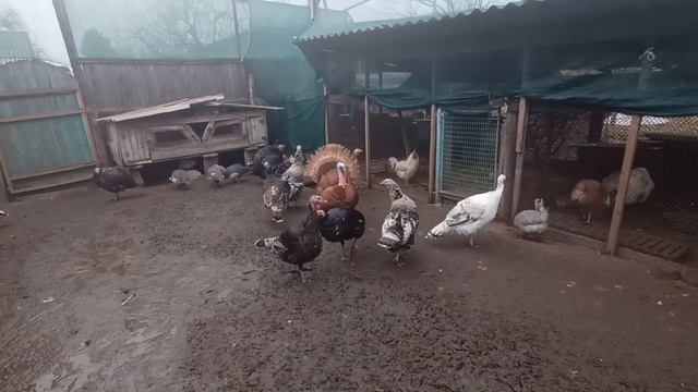 21.02.22 АРХІВ. ІНДИКИ ВЖЕ ПАРУВАЛИСЯ, МАВ БУТИ РАННІЙ ІНКУБАЦІЙНИЙ СЕЗОН смотреть онлайн