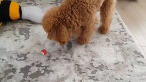 Рыжая бестия | Sobaka