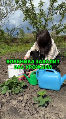 Клубника завалит урожаем, если использовать это