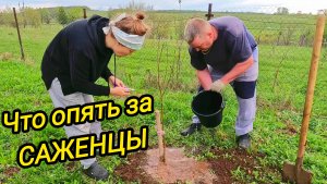 ЧТО ОПЯТЬ ЗА САЖЕНЦЫ | Фруктов МНОГО не бывает | Дом в деревне | Деревенская жизнь