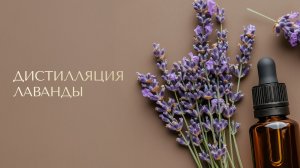 Как получить эфирное масло Лаванды — дистилляция | Будни ароматерапевта. Часть2