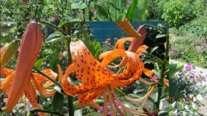 Цветник на солнце.Солнцелюбивые цветы.