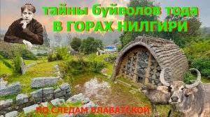 СВЯЩЕННЫЕ БУЙВОЛЫ ТОДА В ГОРАХ НИЛГИРИ | Блаватская в Ути