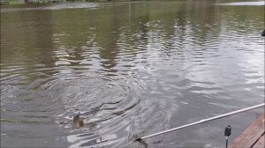 Утро на верхнем. Клёвое место, Лосиный остров.