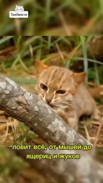 Ржавая кошка