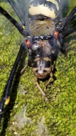 The battle between the forest spider and the bombardier beetle   #bombardier