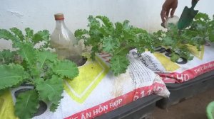 Как вырастить капусту в мешках с землёй