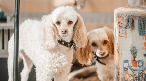 Пушистый цирк