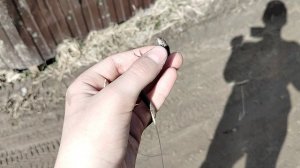 поймал живородящую ящерицу