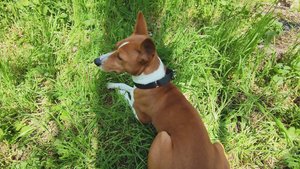 Млеем в тенёчке. Привал в лесу. Лео & Фокс | Передержка собак Ростов