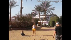 пляжная анимация в Сети Шарм