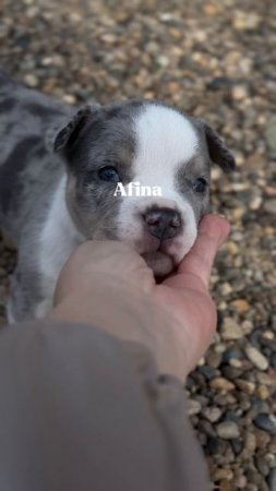 Afina puppy