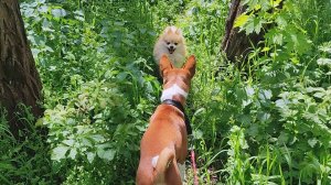 Затерялись в майской траве. Лео & Фокс. Гуляем... | Передержка собак Ростов