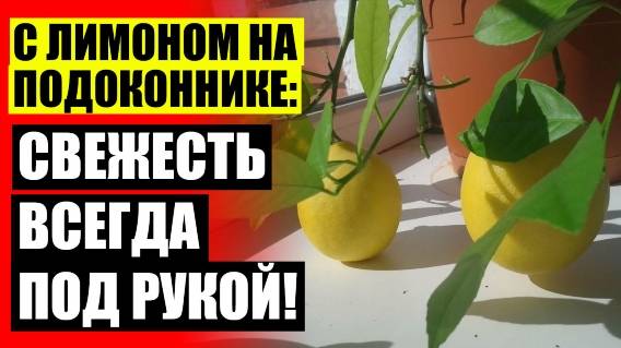 🔥 КАК ВЫРАСТИТЬ ДЕРЕВО ИЗ СЕМЕЧКА ЛИМОНА ✔ ЛИМОН ДОМА ДЕРЕВО