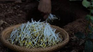 (Проростки фасоли) Вырастить ростки фасоли, Очень простой способ, хотите попробовать его вместе?
