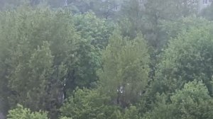 Мощнейший ливень с ветром обрушился на Подмосковье — в ближайшие часы непогода накроет и столицу