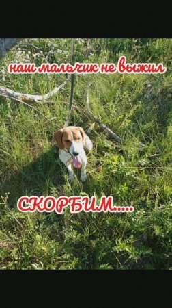 Наш мальчик не выжил