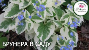 БРУНЕРА В САДУ