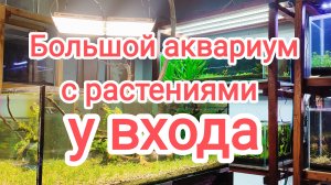 Запускаю аквариум с большой корягой у входа