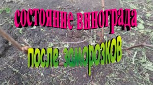 Состояние винограда после заморозков
