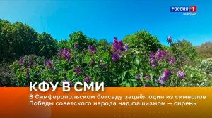 В Симферопольском ботсаду зацвёл один из символов Победы советского народа над фашизмом — сирень