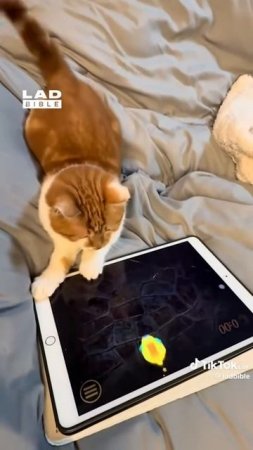 Сборка 6 Кошки игроманы