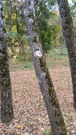 Осень пришла