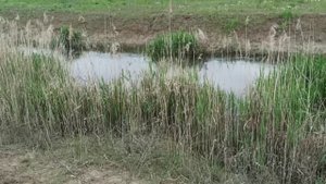Маленькая красивая речка Джемуха на КМВ