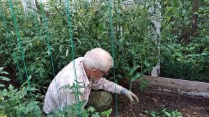 7 причин по которым необходимо удалять нижние листья у томатов