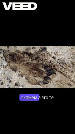 Проблемы с мазутом на пляже // VEED
