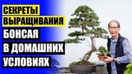 НЕОБЫЧНЫЕ ЦВЕТЫ ДЛЯ ДОМА 👌 ЦВЕТЫ НА ПОДАРОК В ГОРШКЕ