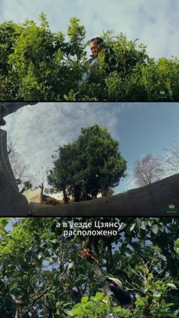 ГДЕ ПОЯВИЛСЯ ЧАЙ?