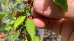 IMG_8308 Мой огород, после снега и морозов. Абрикос выжил, ягоды будут.