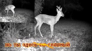 Три рогача,ночь.