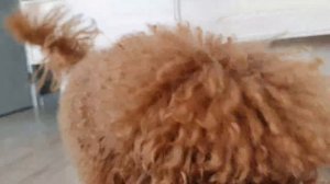 Дрессировка маленькой собаки | Sobaka